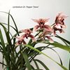 cymbidium Dr. Pepper 'Steve'